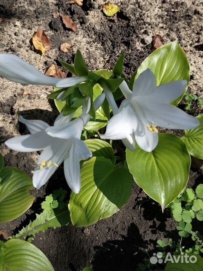 Многолетники для сада цветы