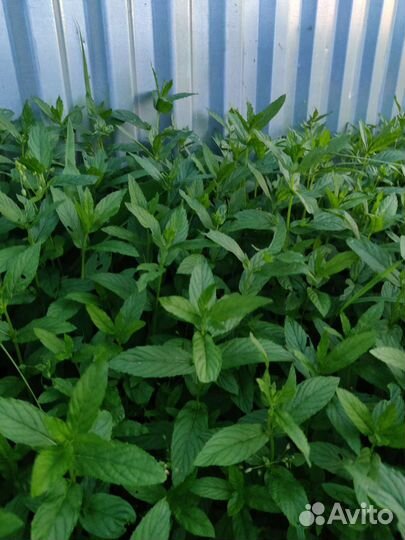 Свежие овощи и зелень из деревни