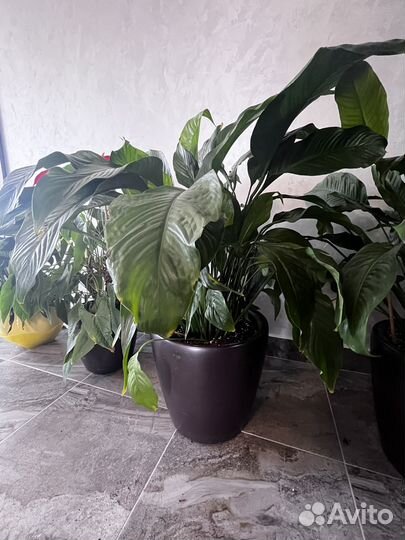 Спатифиллум