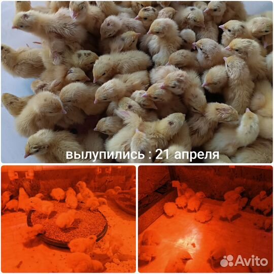 Птенцы Техасских перепелов (утяжеленные)