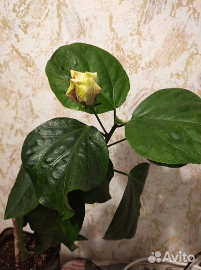 Взрослый Сортовой гибискус marianne charlton