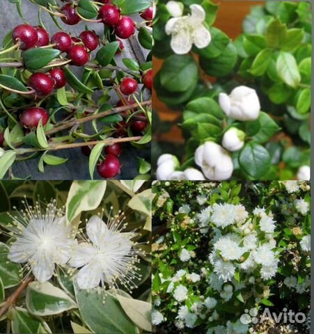 Мирт Лума, Угни, Магический дракон, Боэтика