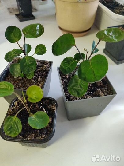 Полисциас Фабиан