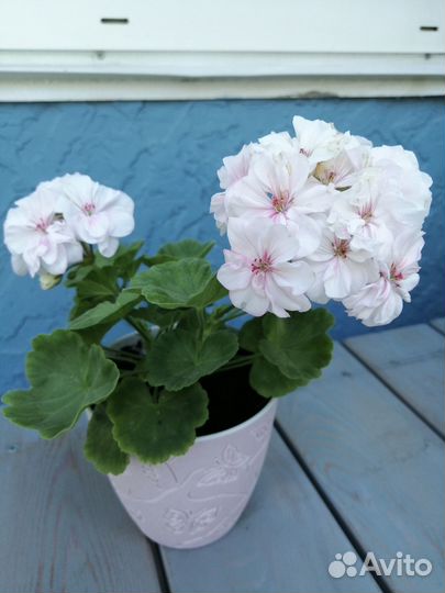 Пеларгония сортовая нежнейшая