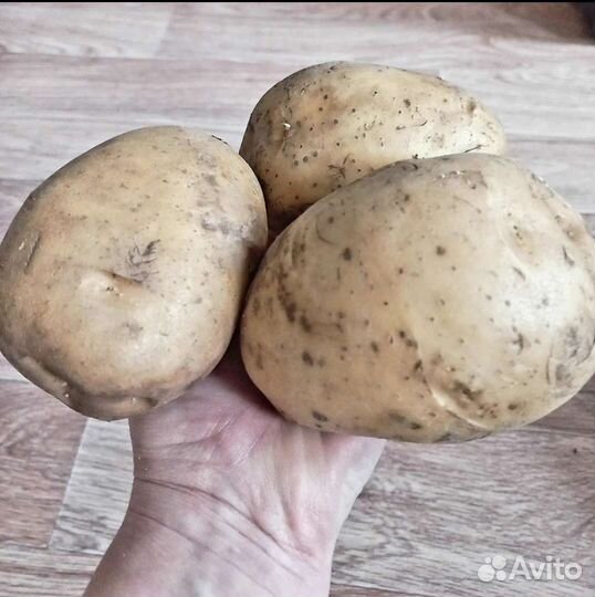 Семенной картофель Сынок Шарвари пирошкаСарпо мира