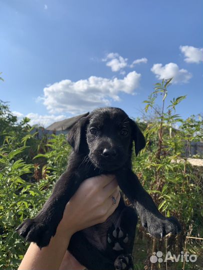 Щенки лабрадора бесплатно