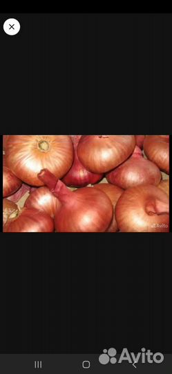 Лук семейный