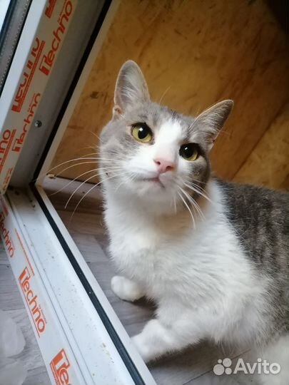 Коты бесплатно