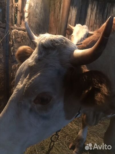 Телка стельная