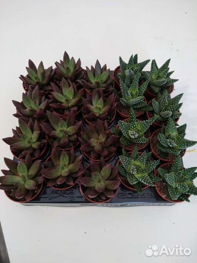 Суккуленты