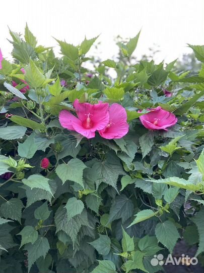 Гибискус Гигантский малиновый, зкс в горшке