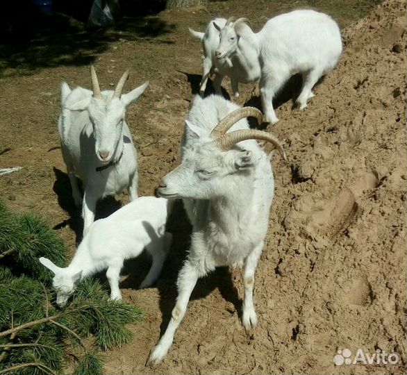 Молоко, масло, творог и сыр козьи, яйцо куриное
