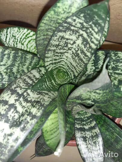 Сансевиерия Тещин язык (6 кустов в горшке)