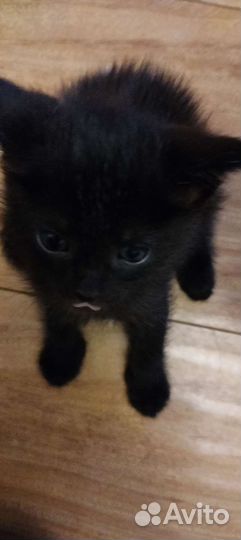 Кошка в дар бесплатно