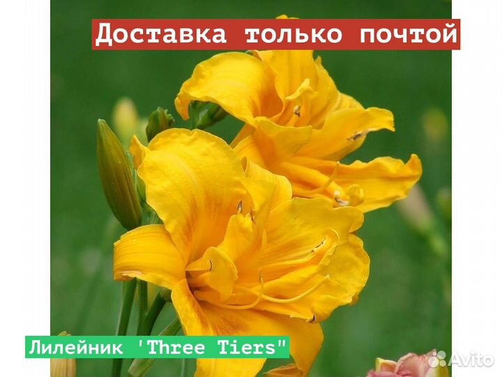 Лилейник Three Tiers