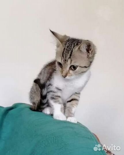Кошечки лапочки