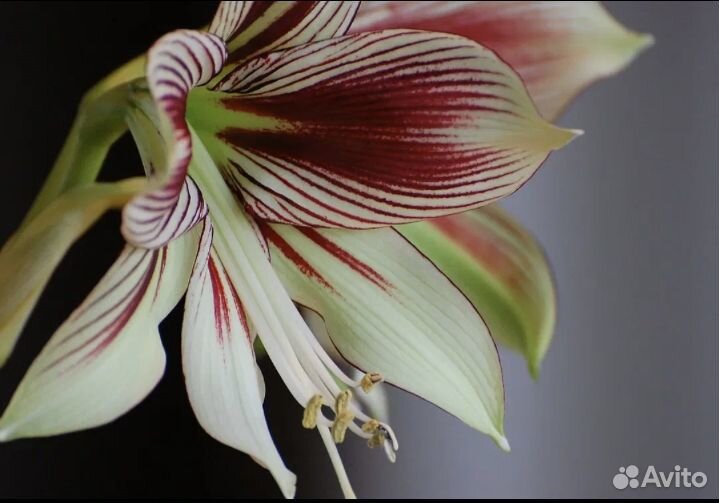 Гиппеаструм Папилио