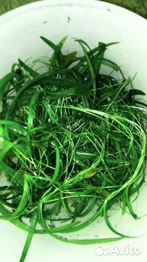 Аквариумные рыбки, растения,улитки, прополка