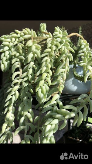 Кактусы и суккуленты