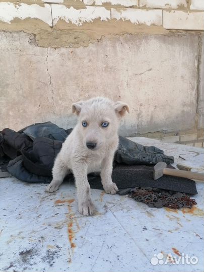 Щенки метисы в добрые руки