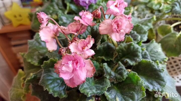 Листики от самых красивых фиалочек