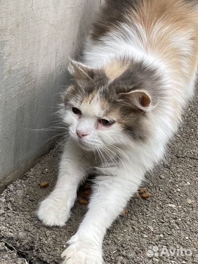 Кошка ласковая