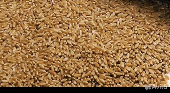 Зерно пшеница