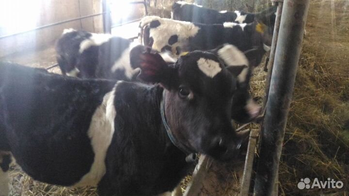 Бычки Телята