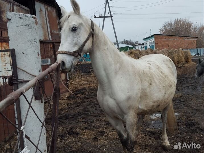 Лошадь с жеребенком