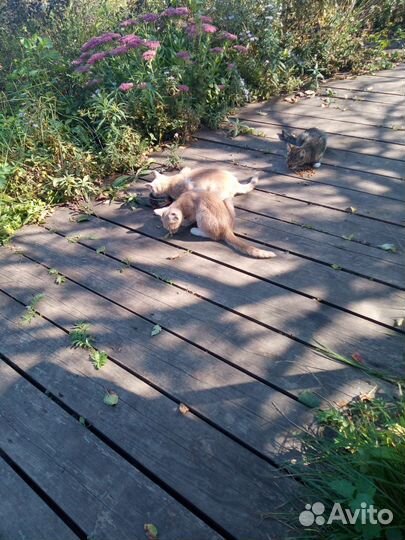 Котята в добрые руки