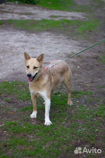 Собака Мася