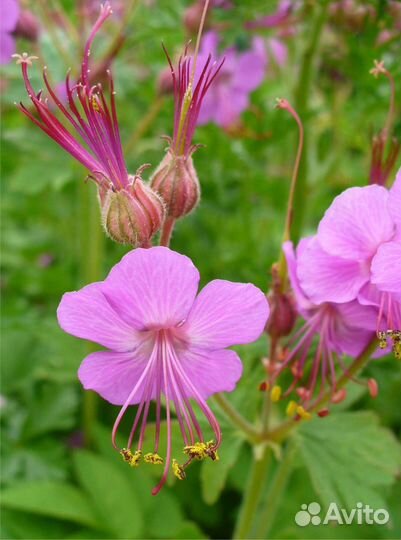 Герань крупнокорневищная. Садовые многолетники