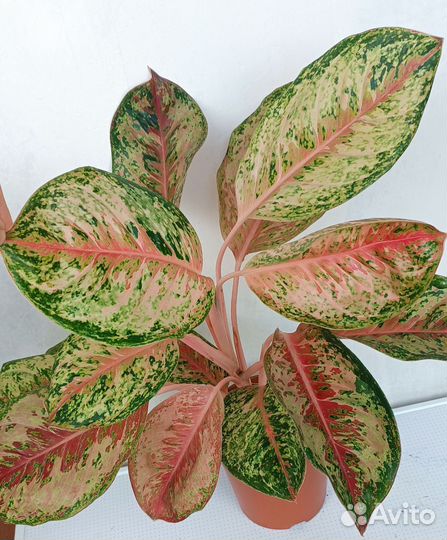 Аглаонема 10 карат