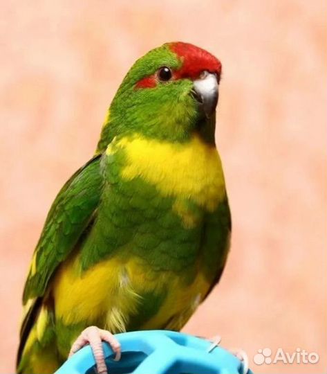 Попугаи какарики