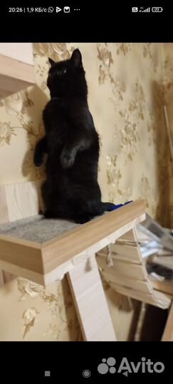 Кошка в дар бесплатно