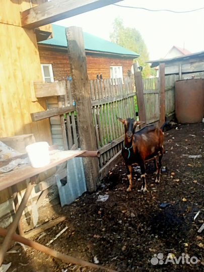 Продам коз и козла