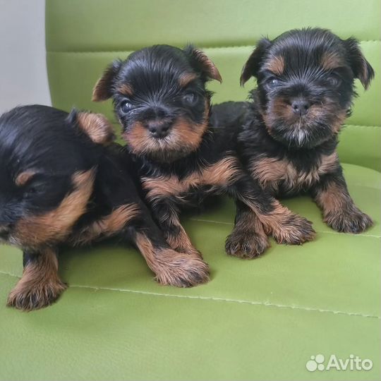 Йоркширский терьер щенки девочки mini