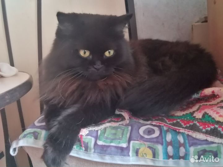 Котята шоколадный дым