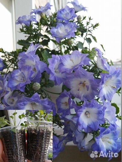 Кампанулы (жених и невеста)