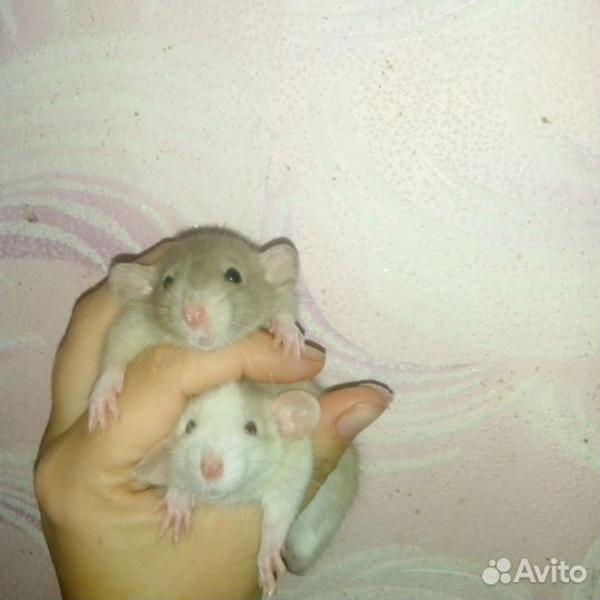 Крысы Дамбо,ручные