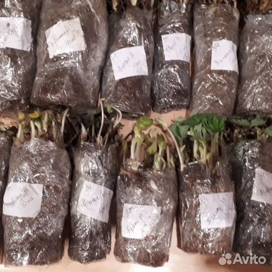 Эльсанта фриго Германия