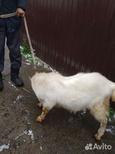 Козел зааненский