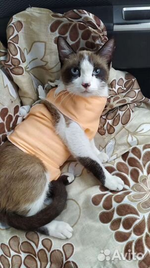 Кошка и кот