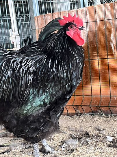 Петухи джерсийский гигант