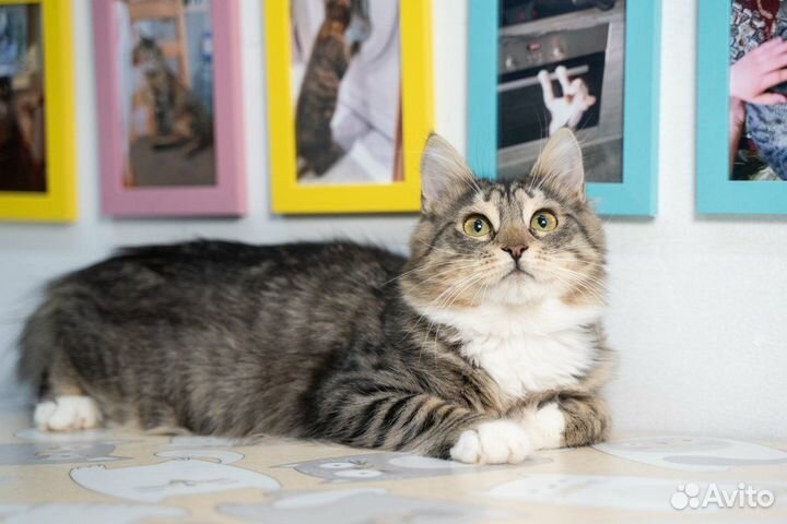 Харизматичный Шелдон ищет дом