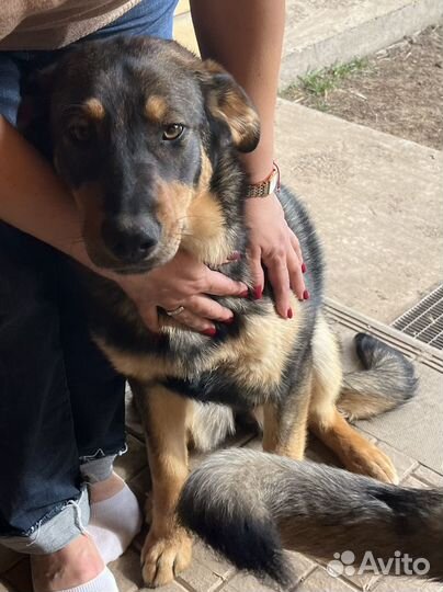 Стерилизованные вакцинированные собаки