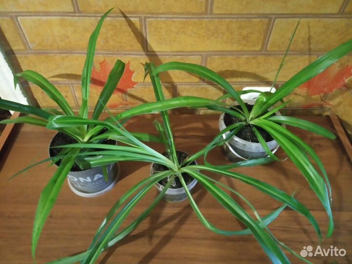 Хлорофитум