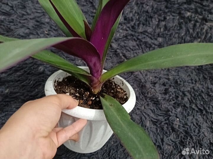 Комнатные растения обмен