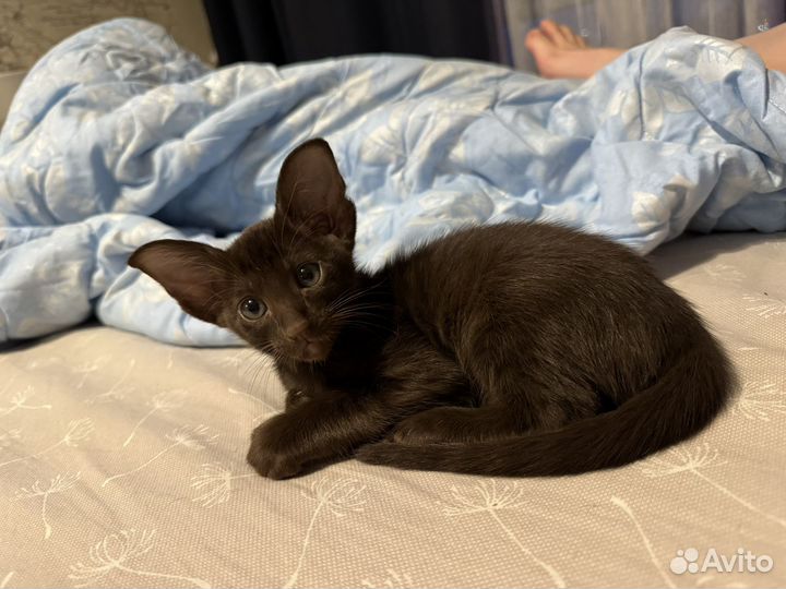 Ориентальная