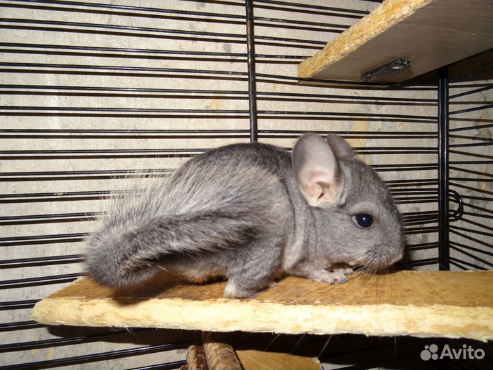 Шиншилла*
